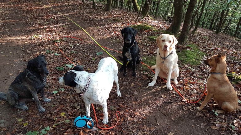 Fünf Hunde mit loser Leine sitzen auf einem Waldweg